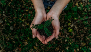  A person holding a small root in their hand. 